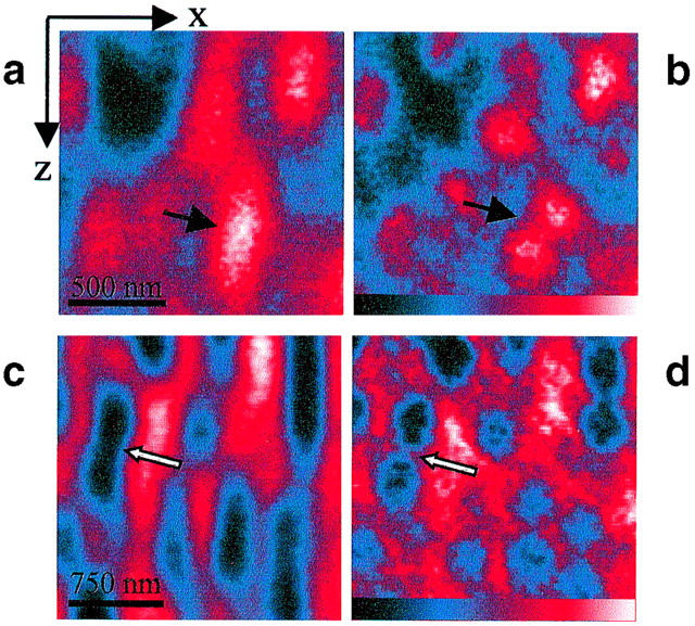 共聚焦与 STED 显微镜对比：100nm 荧光微球 XZ 截面